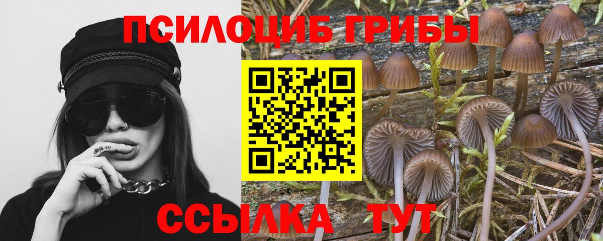 Галлюциногенные грибы Psilocybine cubensis Гусиноозёрск